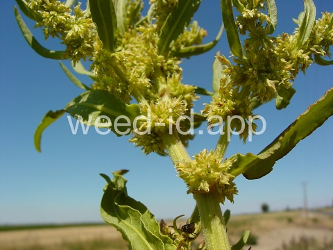 dock, willow leaved